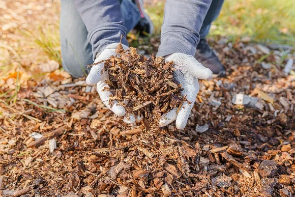 Hände mit Gartenhandschuhen halten Rindenmulch.